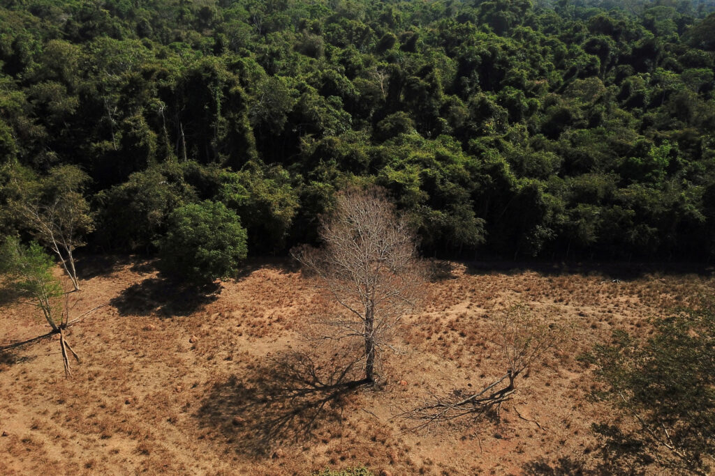 Foto: Brazilska pra&scaron;uma, Reuters/Amanda Perobelli