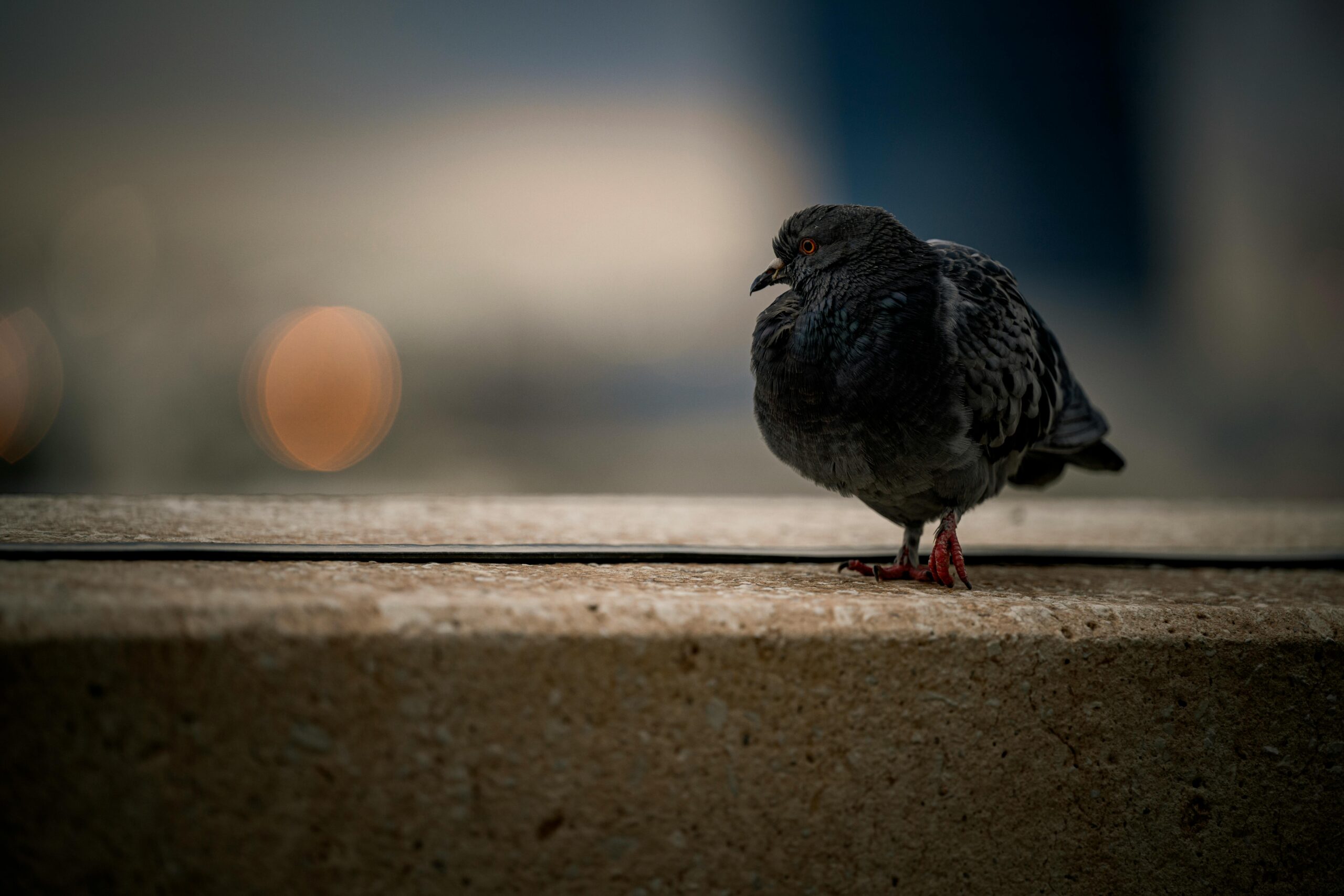 Ptičja gripa se vratila u SAD i Evropu, kako se zaštititi Ptičja gripa se vratila u SAD i Evropu, kako se zaštititi